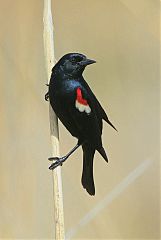 Tricolored Blackbird